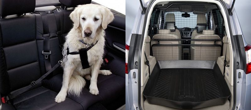 Viajar en coche con tu perro - Sportcan te aconseja2